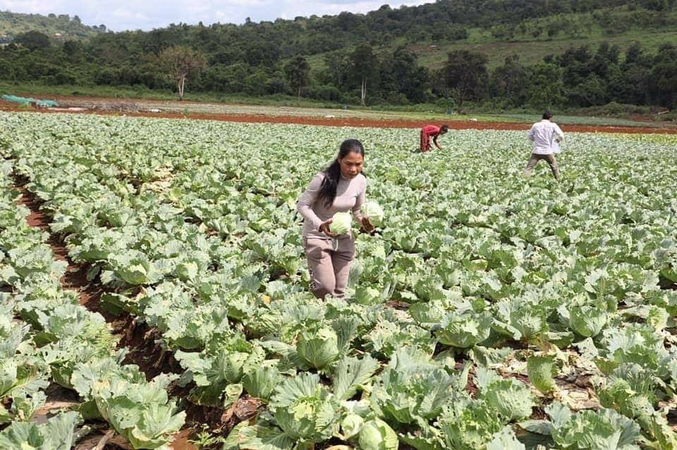កសិករ​ម្នាក់នៅ​ខេត្តមណ្ឌលគិរី ដាំតែបន្លែសុវត្ថិភាព អាចរកចំណូល​បានជិត ​១ម៉ឺនដុល្លារ​ ក្នុង ១ឆ្នាំ ចិញ្ចឹម​គ្រួសារ​បានរស់​ស្រួល