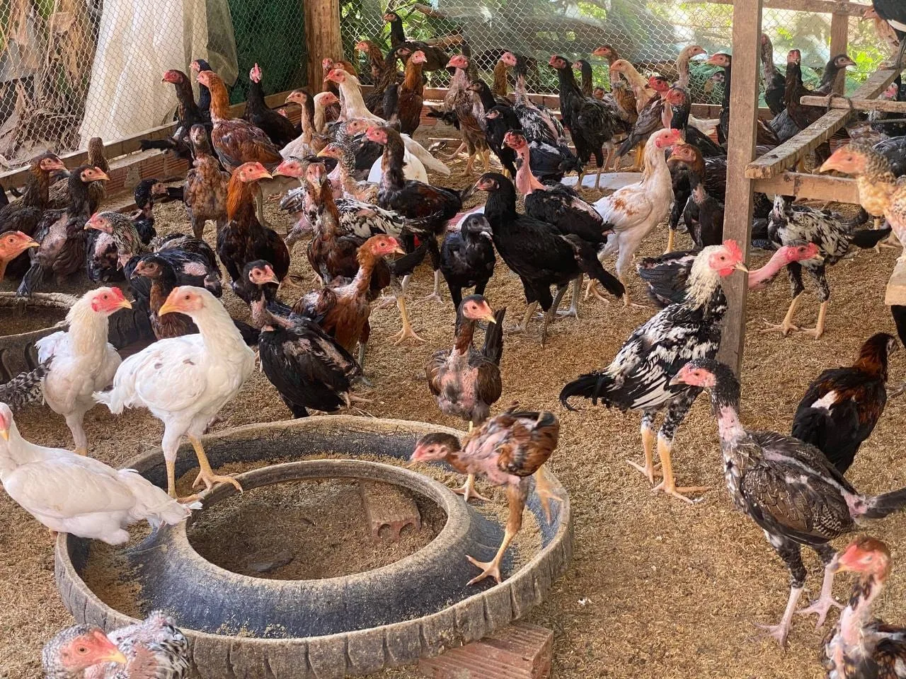 មាន់​ស្រែ​ខ្មែរ​មានទីផ្សារនិងតម្លៃល្អ ក្រោយការបិទព្រំដែនរវាងកម្ពុជា-ថៃ​