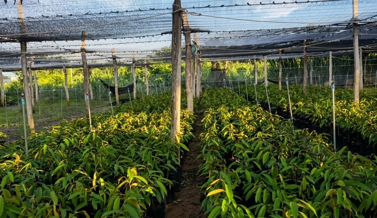 បណ្តុះកូនទុរេនលក់ជារបរលាក់មុខ តែមានតម្រូវការខ្ពស់នៅលើទីផ្សារ