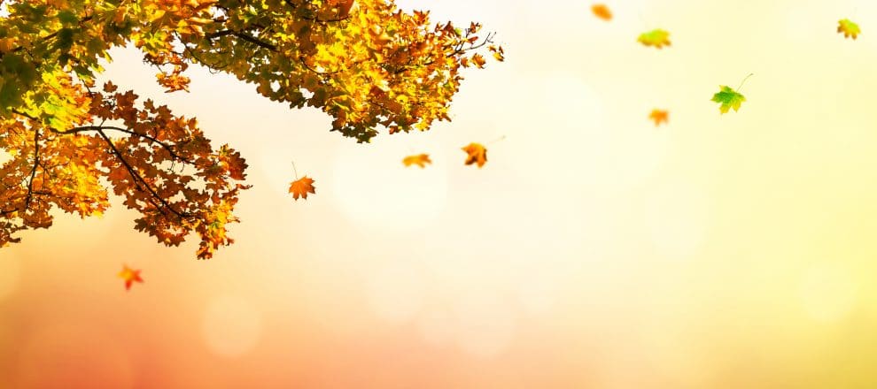 រូបភាពស្លឹកឈើជ្រុះ