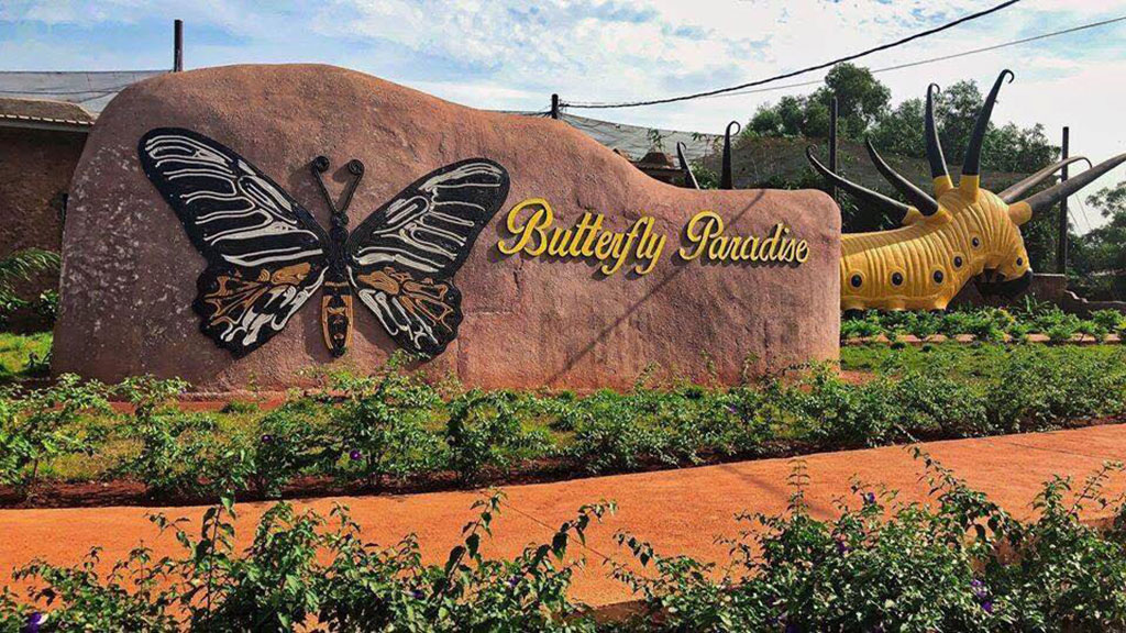 Butterfly Paradise