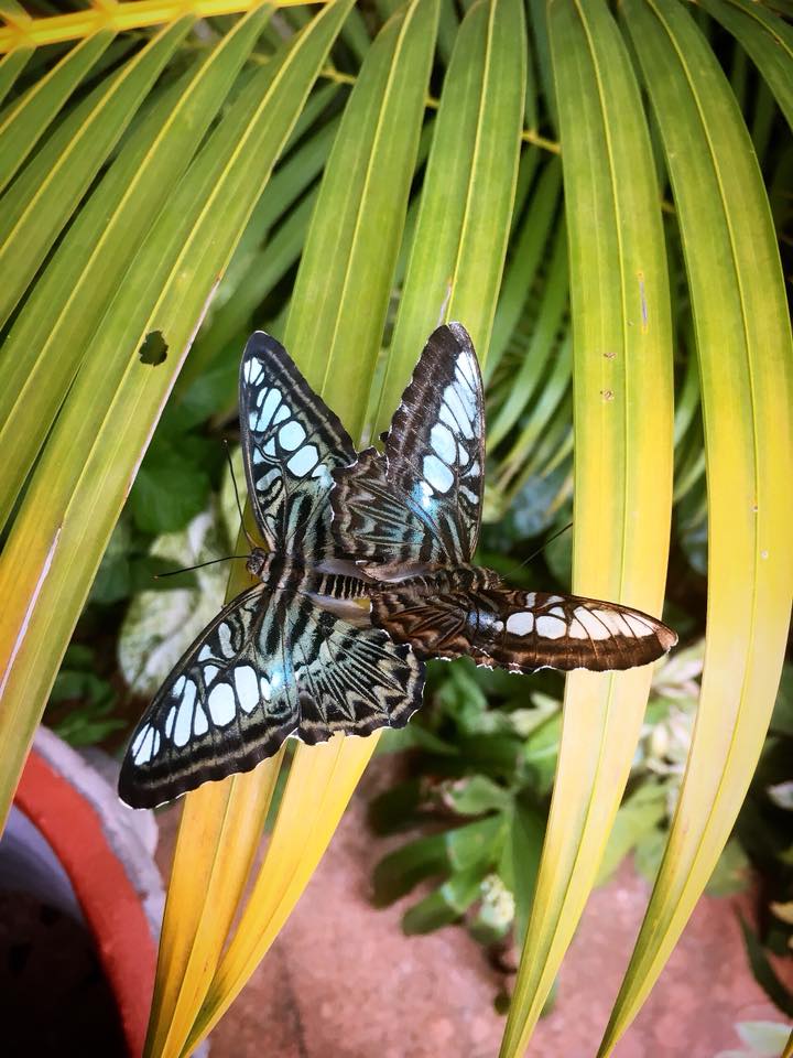 Butterfly Paradise