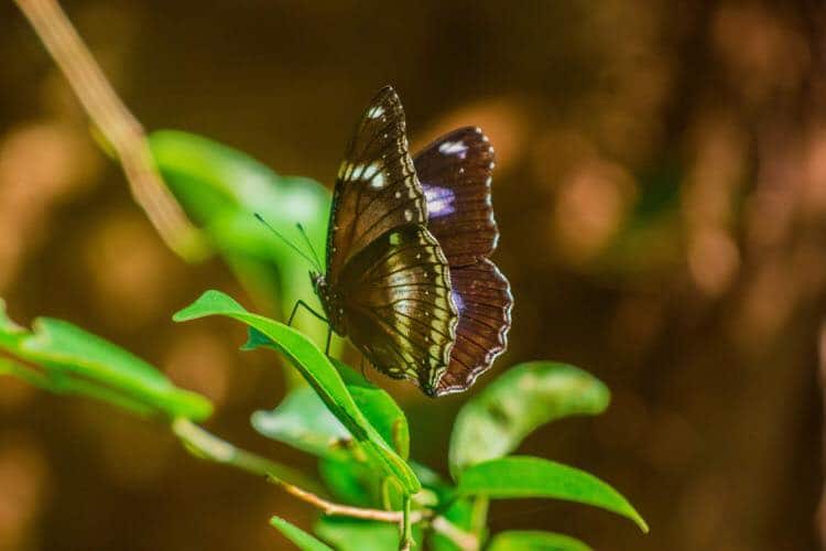 Butterfly Paradise