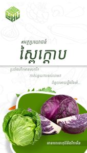 អត្ថប្រយោជន៍នៃស្ពៃក្តោប
