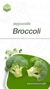 អត្ថប្រយោជន៍៍នៃBroccoli
