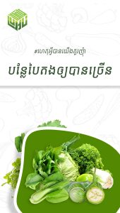 ហេតុអ្វីបានយើងគួរញុំាបន្លែបៃតងឲ្យបានច្រើន