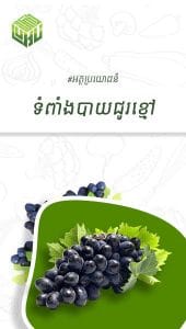 អត្ថប្រយោជន៍នៃទំពាំងបាយជូរខ្មៅ