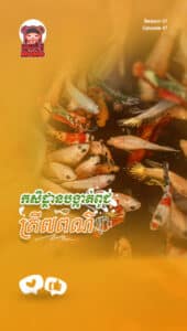 Farm បង្កាត់ពូជត្រី៧ពណ៌