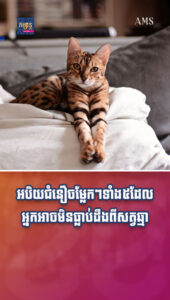 ព័ត៌មានកម្សាន្តប្លែកៗ៖ អ្នកចិញ្ចឹមឆ្មាស្ដាប់បន្ដិចទៅ! អបិយជំនឿចម្លែកៗទាំង ៥ដែលអ្នកអាចមិនធ្លាប់ដឹងពីសត្វឆ្មា
