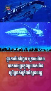 ព័ត៌មានកម្សាន្តប្លែកៗ៖ ចេះរកនឹកឃើញ! ពិភពបាតសមុទ្រក្នុងប្រទេសចិនប្រើប្រាស់ត្រីបាឡែនយន្ត ជំនួសត្រីពិត ឱ្យភ្ញៀវទស្សនា