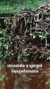 គួរឱ្យខ្លាចណាស់លោកអើយ! កោះពស់ទាំង ៥ ដ៏គ្រោះថ្នាក់បំផុតលើលោក