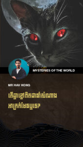 ជំនឿអំពីសត្វឆ្មាខ្មៅ! តើពួកវាពិតជានាំសំណាងអាក្រក់មែនឬទេ?