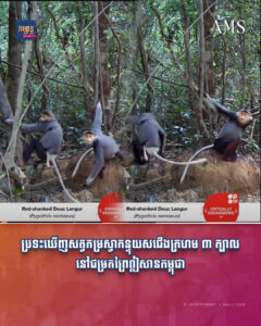 ប្រទះឃើញសត្វកម្រស្វាកន្ទុយសជើងក្រហម ៣ក្បាល នៅជម្រកព្រៃឦសានកម្ពុជា