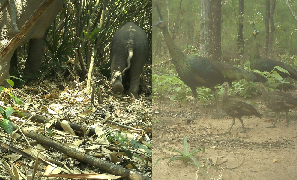 ប្រភេទសត្វកម្រ និងជុតផុតពូជ ច្រើននៅឧទ្យានជាតិវីរៈជ័យ ត្រូវបានកត់ត្រាតាមរយ:ម៉ាស៊ីនថតស្វ័យប្រវត្ត