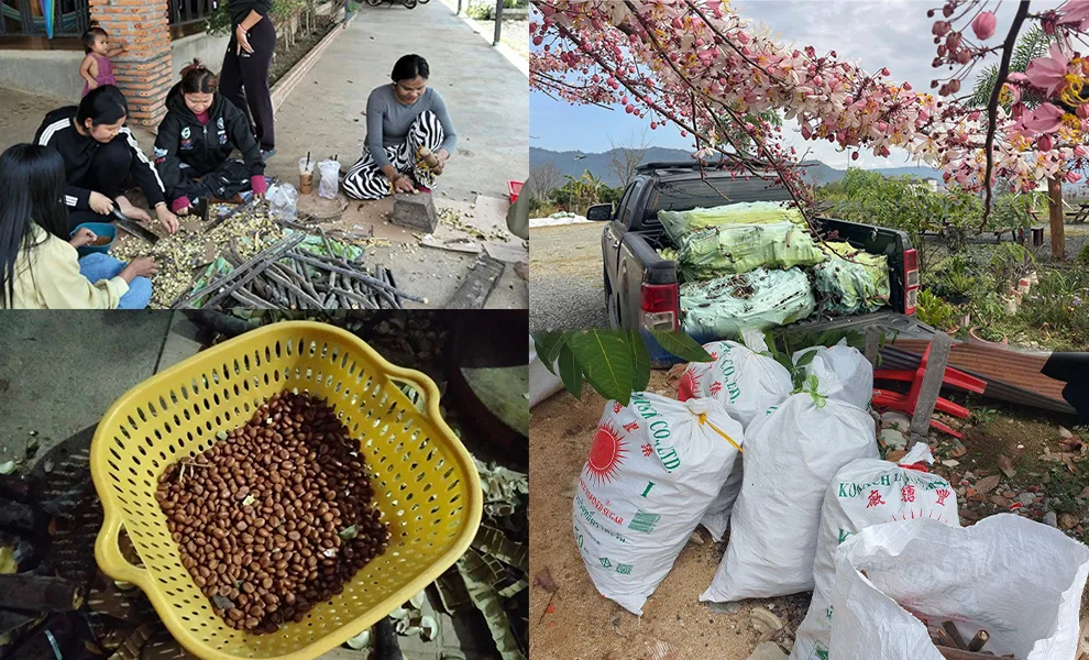 ល្បីផ្កាបូព្រឹក្សស្អាតពេក មន្ទីរខេត្តពោធិ៍សាត់ប្រកាស​ចែកកូនផ្កាជូនពលរដ្ឋ ក្រោយបណ្ដុះជោគជ័យ